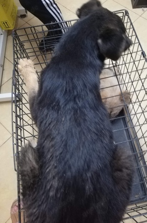 Rava - suchst du eine Begleiterin fürs Leben? Bild 9