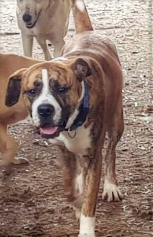 Sam sucht seine Menschen für immer Bild 2