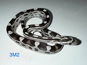 Kornnatter ENZ 2024   Bloodred Pied, Landrace Lava Okeetee, Sunkissed Anery Motley Tessera u.a. Bild 2