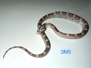 Kornnatter ENZ 2024   Bloodred Pied, Landrace Lava Okeetee, Sunkissed Anery Motley Tessera u.a. Bild 5