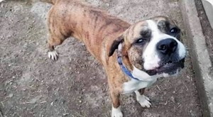 Sam sucht seine Menschen für immer Bild 3