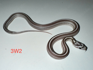 Kornnatter ENZ 2024   Bloodred Pied, Landrace Lava Okeetee, Sunkissed Anery Motley Tessera u.a. Bild 3