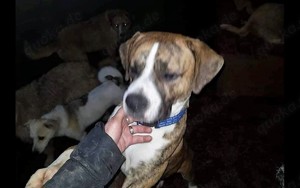 Sam sucht seine Menschen für immer Bild 4