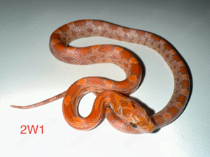 Kornnatter ENZ 2024   Bloodred Pied, Landrace Lava Okeetee, Sunkissed Anery Motley Tessera u.a. Bild 4