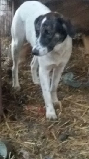 Rosa hätte so gern ein Zuhause für immer Bild 3