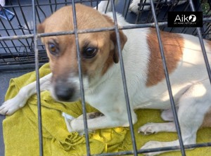 Mando sucht ein liebevolles Zuhause Bild 4