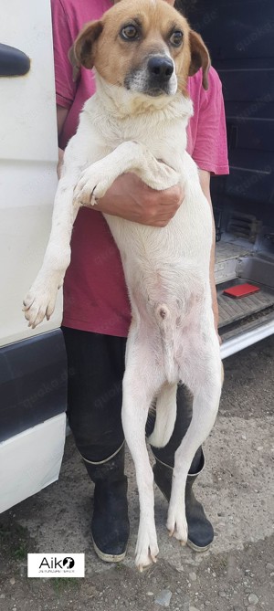 Mando sucht ein liebevolles Zuhause Bild 3