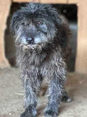 Bellatrix ca. 55 cm   die Besondere Bild 2