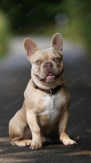 Französische Bulldogge Deckrüde
