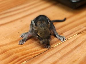 Degu Babys