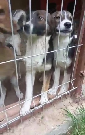 Tiny sucht ein liebevolles Zuhause Bild 4