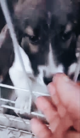 Tiny sucht ein liebevolles Zuhause Bild 2