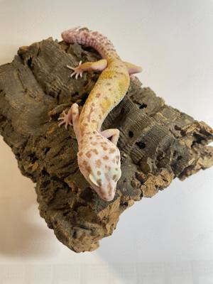 Leopardgeckos abzugeben 