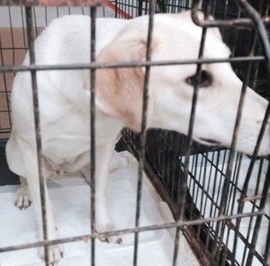 Sophia braucht ein liebevolles Zuhause für immer Bild 3