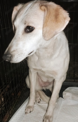 Sophia braucht ein liebevolles Zuhause für immer Bild 4