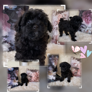 Maltipoo welpen