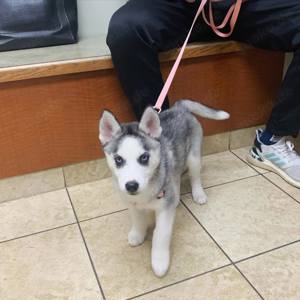 Siberian Huskies zur Adoption verfügbar