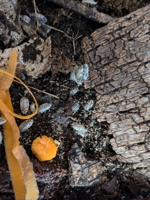 Porcellio leavis Panda assel