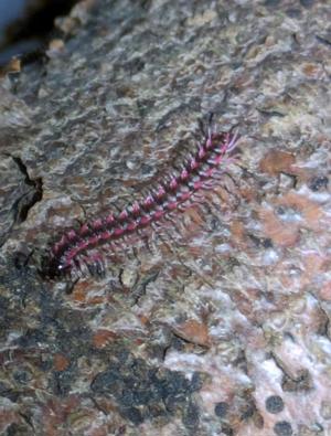 Desmoxytes planata "Rosadrachenfüsser"