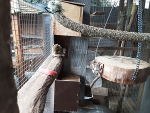 3 jähriges Baumstreifenhörnchen-Pärchen abzugeben  Bild 5