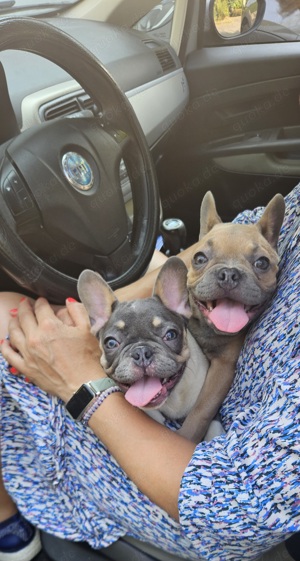 Französische Bulldogge Welpen Blue Tan 