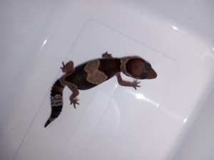 Afrikanische Fettschwanzgecko Babys   Hemitheconyx caudicinctus