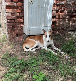 Duke - lieber Rüde sucht sein Zuhause