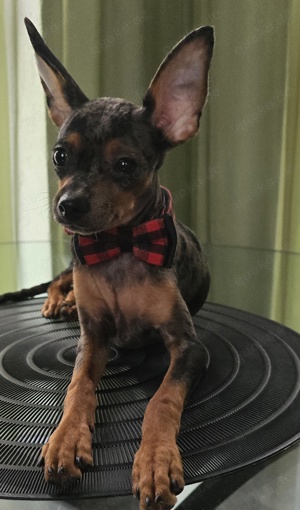 Reinrassige Russkiy Toy-terrier Marmor 