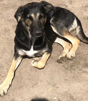 Hündin Maja, Schäferhund-Mix, 1,5 Jahre alt, sucht neues zu Hause