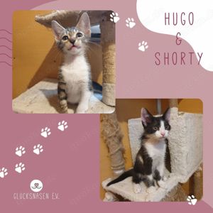 Katerchen Hugo und Shorty suchen ihr Personal