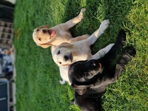 Labrador Welpen richtig süß!