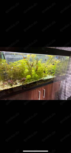 Juwel Aquarium