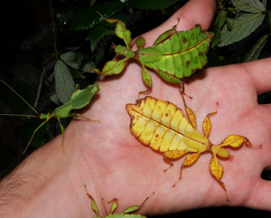 Wandelnde Blätter Eier (phyllium philippinicum) Phasmiden, Insekten