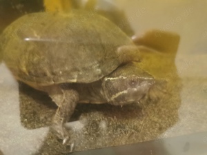 Schildkröte mit Aquarium 