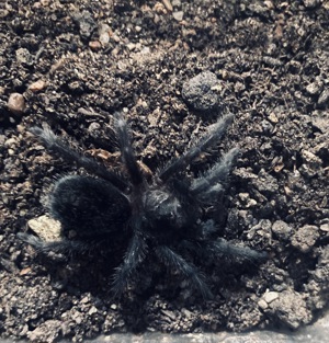 G. Pulchra 