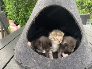 2 Mischlingskatze Katzen & Katzenbabys kaufen, verkaufen & zu