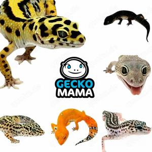 Schöne Leopardgecko Nachzuchten 2024 demnächt abzugeben