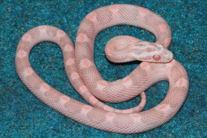 Kornnattern. NZ. 2025 top Tiere. !!!!!!!!!!!!!