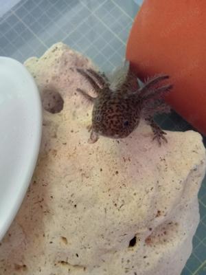 Axolotl Nachwuchs sucht liebevolles Zuhause 