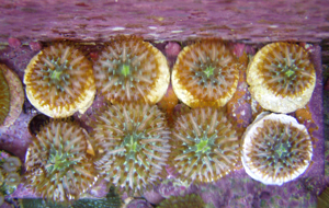 Korallenableger mit Versand Cycloseris Fungia fralinae " Rainbow"