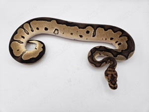 0.1 Clown het Piebald Königspython Python Regius 