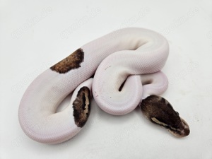 1.0 Blackpewter Piebald Königspython Python Regius Schlange