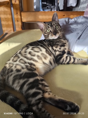 Bengal Kater 