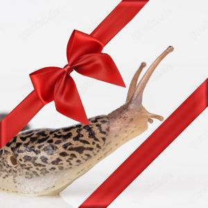 Geschenk Tigerschnecke,Tigerschnegel,Tigernacktschnecke,BIO Schneckenfalle, Schneckenschutz