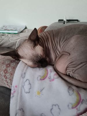 Canadian Sphynx 7 Jahre alt 