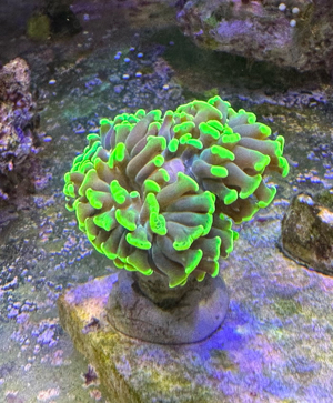 Euphyllia Paraancora Toxic Green