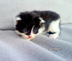 Maine Coon Mix Kitten