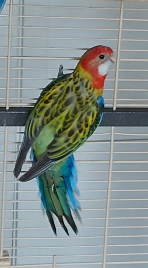 Rosella 