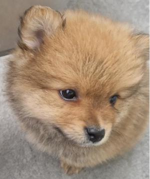 Reinrassige Zwergspitz Pomeranian Welpen suchen ein liebevolles Zuhause.