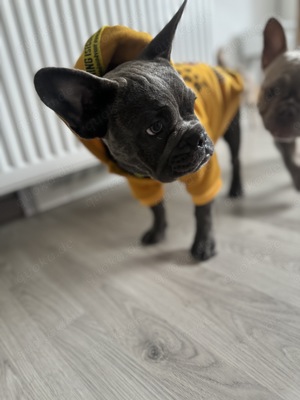 Französische Bulldogge 